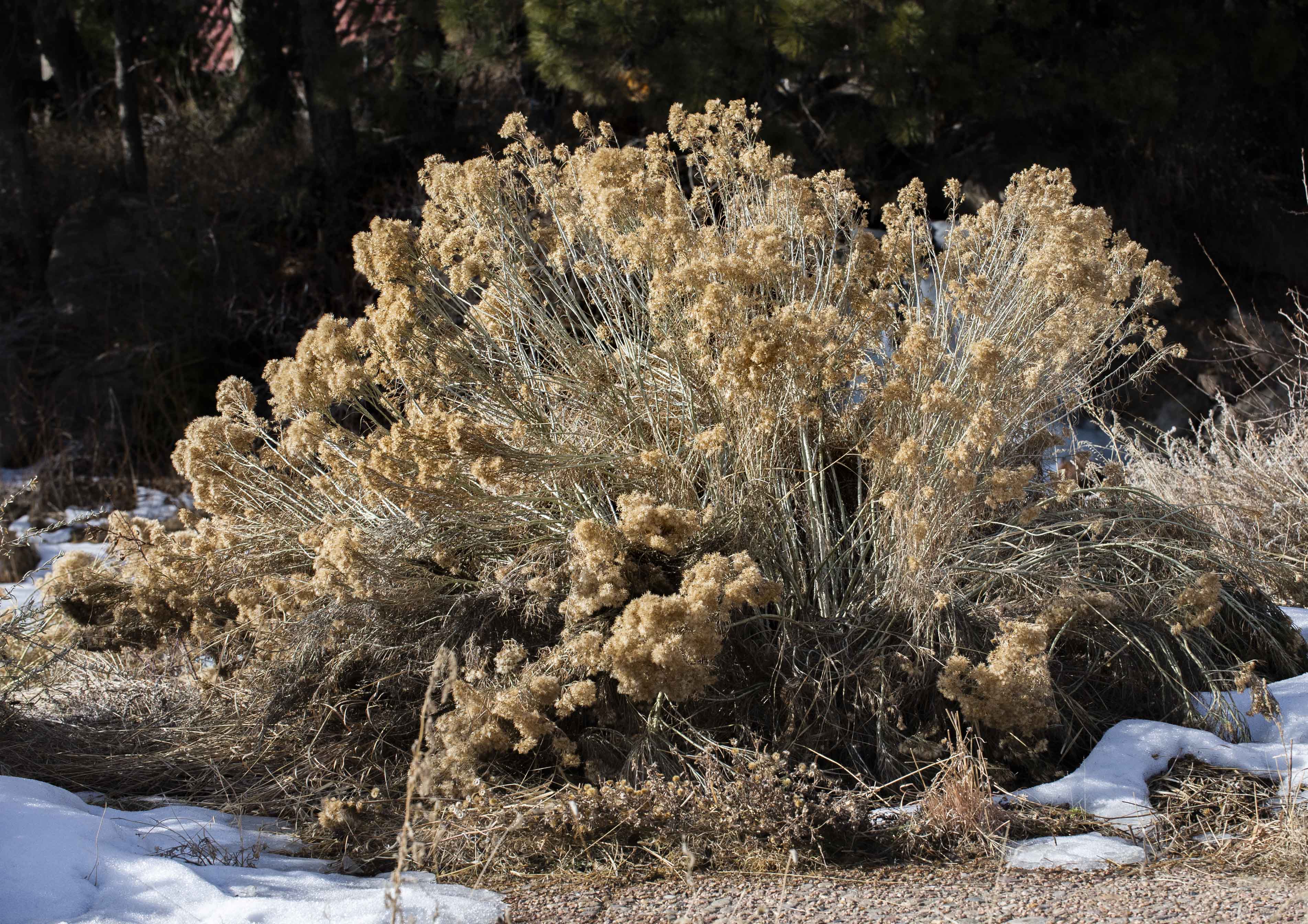 Tall Rabbitbrush